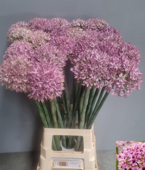 <h4>ALLIUM PINK JEWEL</h4>