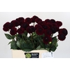 Dahlia Black Lars