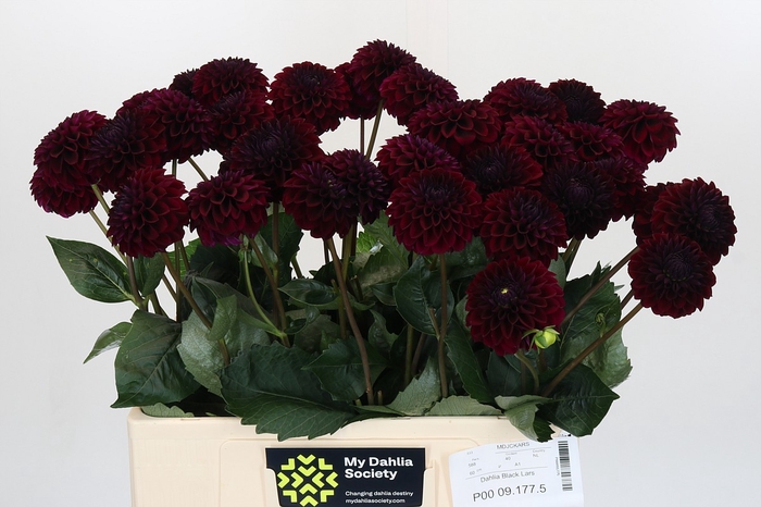 Dahlia Black Lars