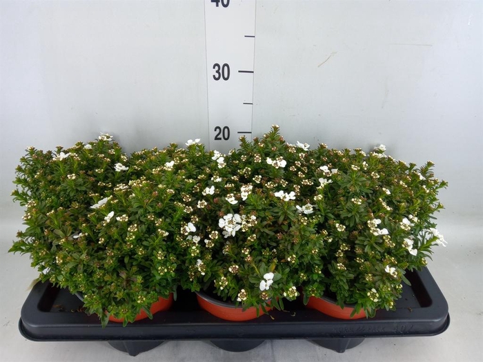 <h4>Iberis semp.</h4>