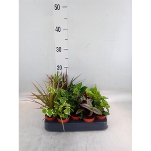Planten  ..mix