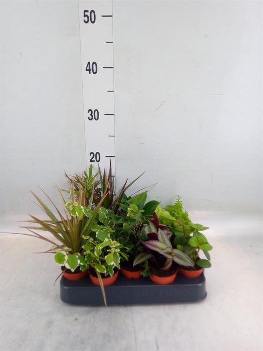 <h4>Planten  ..mix</h4>