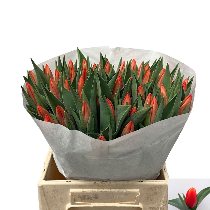 <h4>TU EN STRIKER</h4>