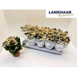 KAL GE PERFECTA PINK