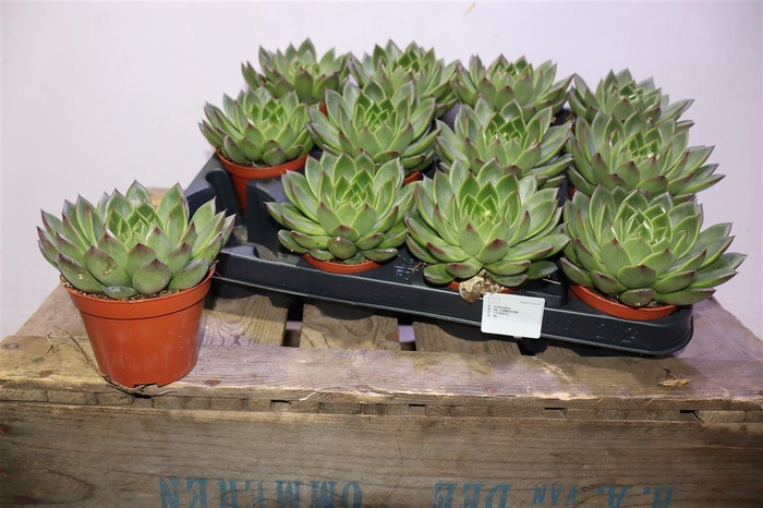 <h4>arr8 Echev Costarii</h4>