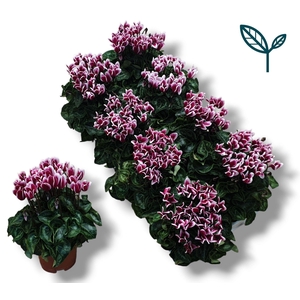 Cyclamen-FANTASIA WIJNROOD
