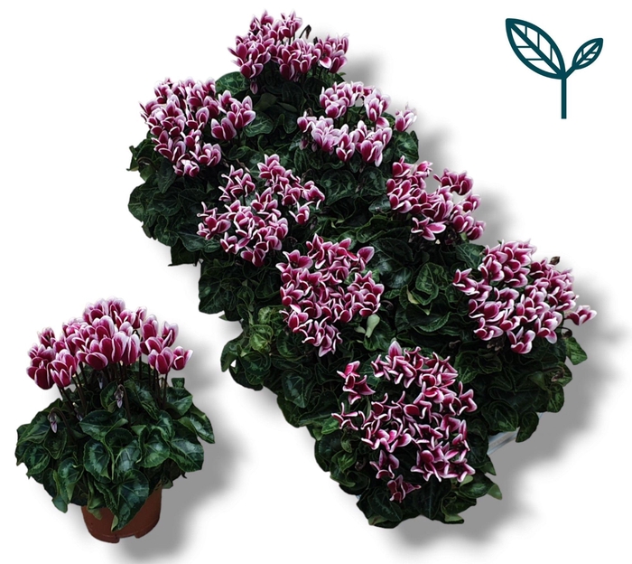<h4>Cyclamen-FANTASIA WIJNROOD</h4>