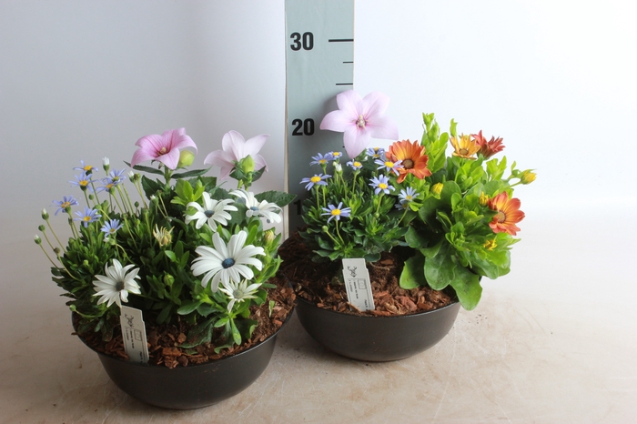 <h4>ARR TUINPLANTEN</h4>