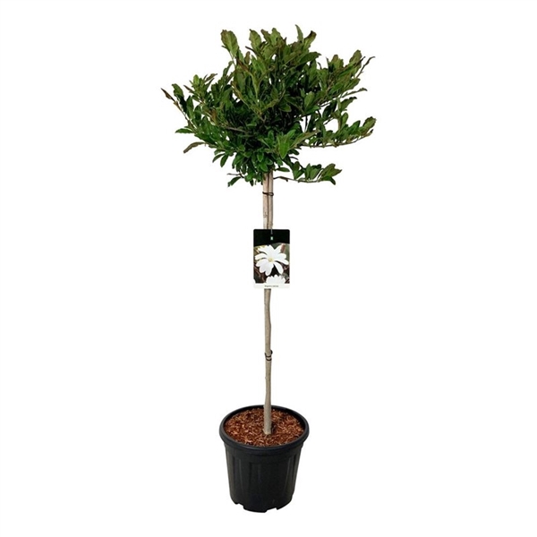 <h4>Magnolia stellata</h4>