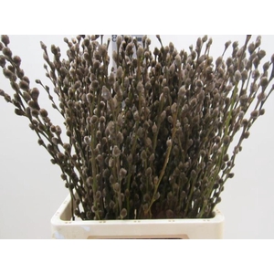 Salix Katje Browni L70