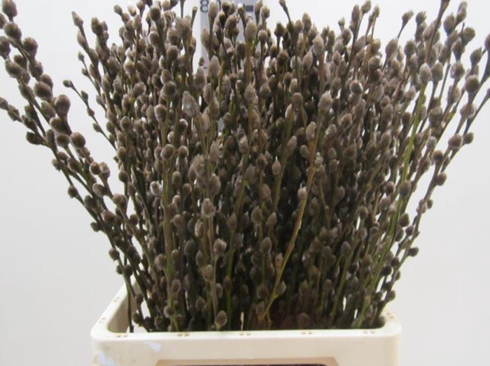 <h4>Salix Katje Browni L70</h4>