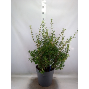 Osmanthus burkwoodii