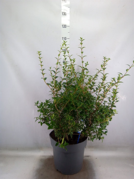 <h4>Osmanthus burkwoodii</h4>