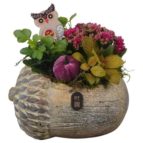 <h4>PTHI3273 Arrangement Autumn Indoor in beton pot in noot vorm</h4>