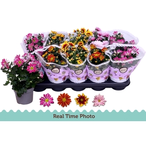 CHRYS GEM 2 KL BLOEM