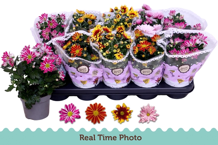 <h4>CHRYS GEM 2 KL BLOEM</h4>