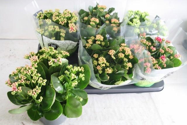 <h4>KAL GE GEM 4 KL</h4>