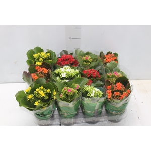 KALANCHOE MINI P09