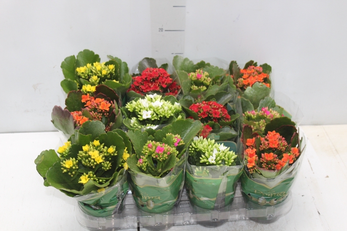 <h4>KALANCHOE MINI P09</h4>
