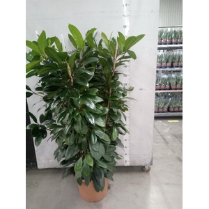 Ficus cyathistipula