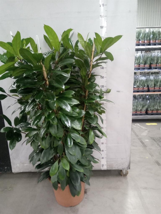 <h4>Ficus cyathistipula</h4>