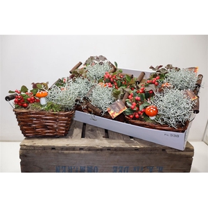 arr8 Arr Tuinplanten In Rieten Mandje