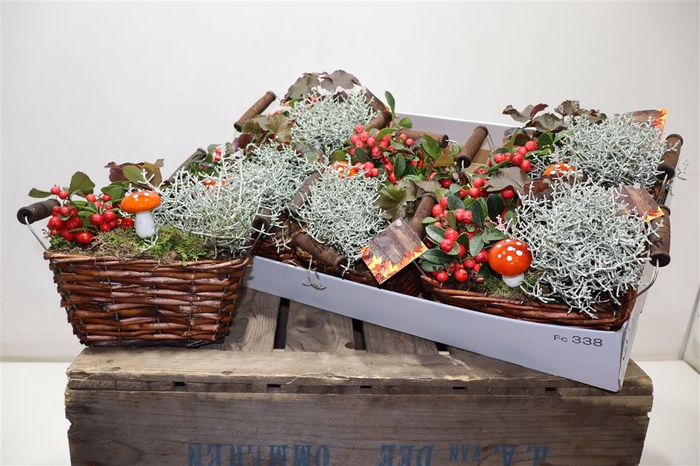 <h4>arr8 Arr Tuinplanten In Rieten Mandje</h4>