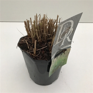 Miscanthus 'Adagio' P17 (2ltr)