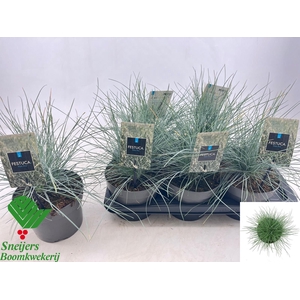 FEST GLAUCA