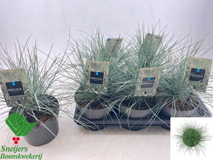 FEST GLAUCA