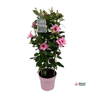 Mandevilla Sundaville Cream Pink