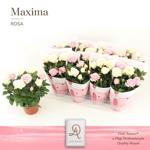Rosa DUO Romantique Dolc'Amore® Maxima