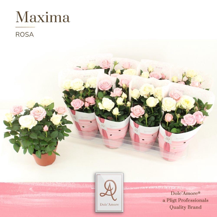<h4>Rosa DUO Romantique Dolc'Amore® Maxima</h4>