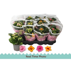 KAL GE GEM TWEEKL BL