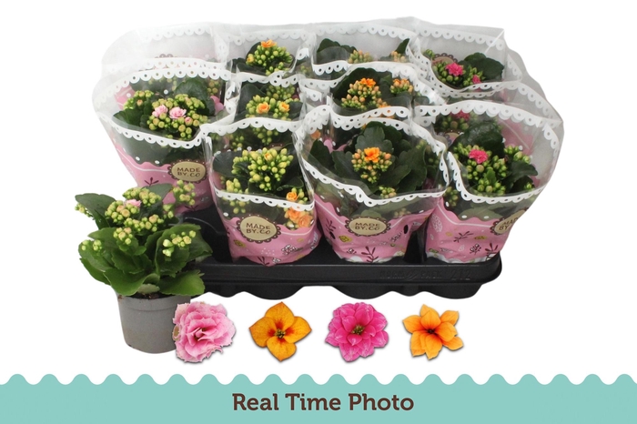 <h4>KAL GE GEM TWEEKL BL</h4>