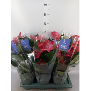 Anthurium andr. 'Picanta Red'