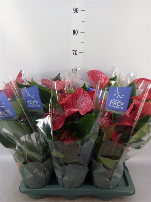 <h4>Anthurium andr. 'Picanta Red'</h4>