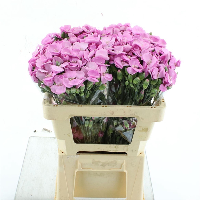 <h4>Di Tr Simply Lilla Extra</h4>