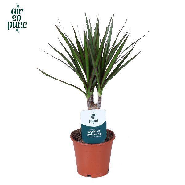 <h4>Dracaena Marginata</h4>