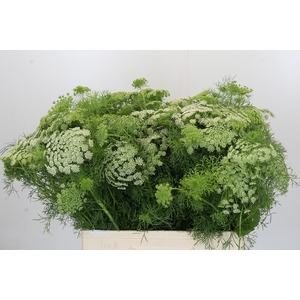 Ammi Visnaga