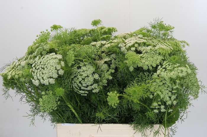 <h4>Ammi Visnaga</h4>