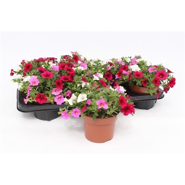 <h4>Calibrachoa "Paradise Pink"Tricolor White/Pink/Burgundy</h4>