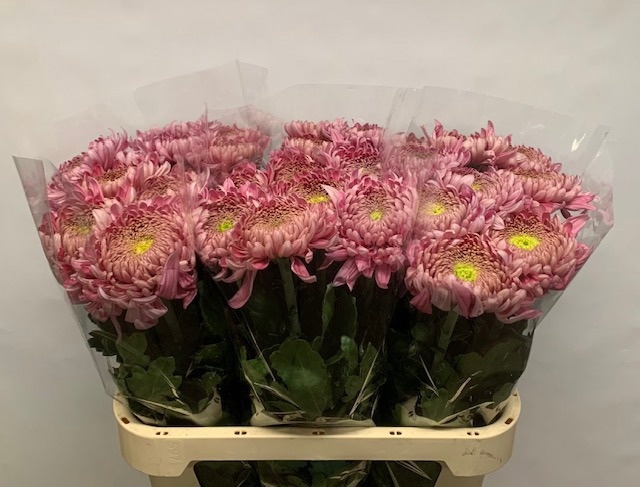 <h4>Chrys bl holiday</h4>