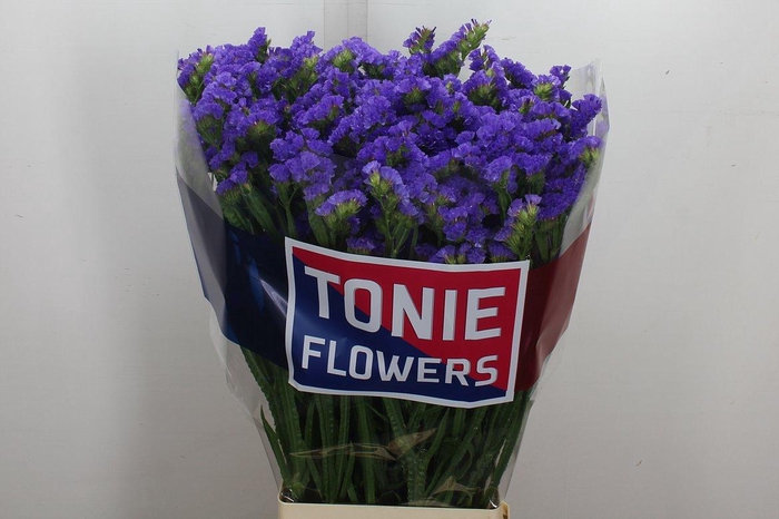 <h4>Lim S Cryst Dark Blu</h4>