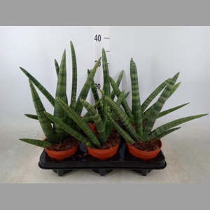 Sansevieria cyl. 'Handshake'