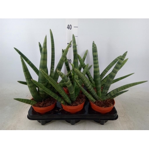 Sansevieria cyl. 'Handshake'