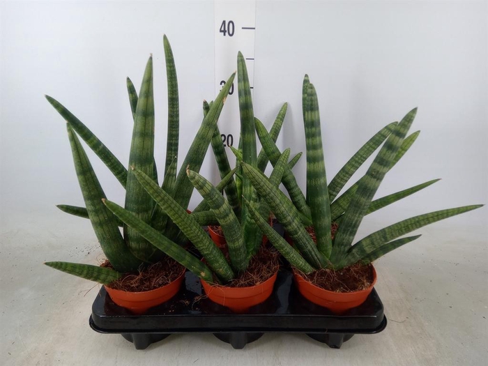 <h4>Sansevieria cyl. 'Handshake'</h4>