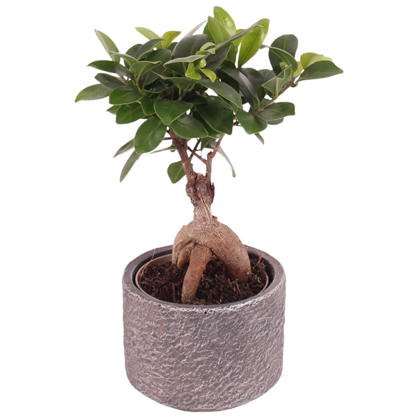 <h4>Ficus m. Ginseng Ball Shape Ø09cm in Ø11cm Ceramic NT566</h4>