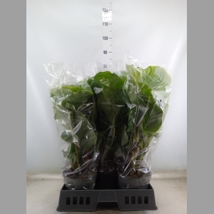 Calathea orbifolia