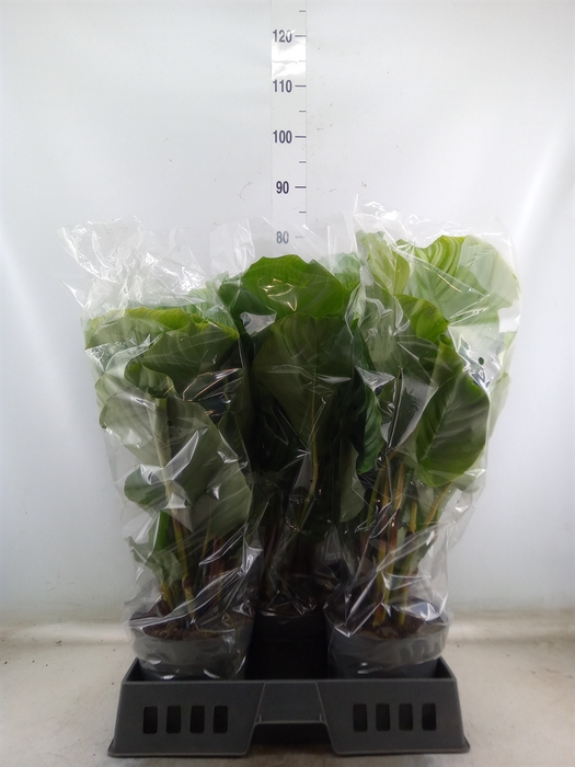 <h4>Calathea orbifolia</h4>